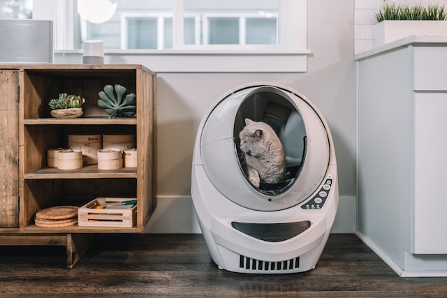 grey cat in a fancy white-dome litter box